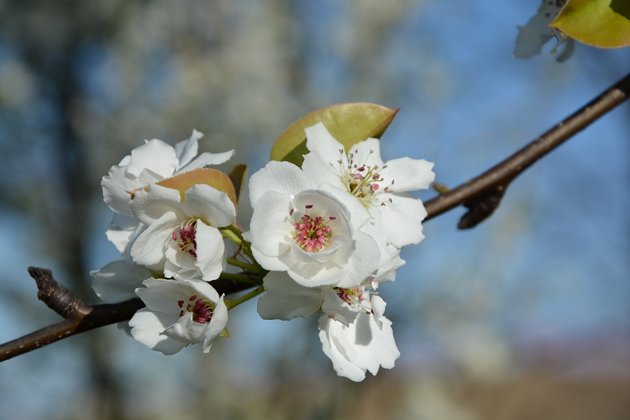 Pasqua: come la primavera sboccia la nuova vita del Risorto