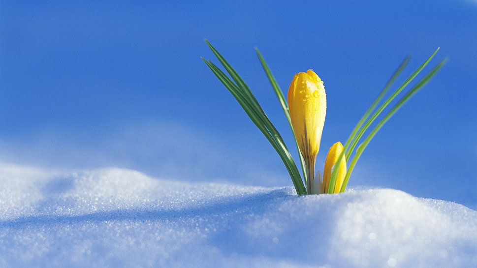 Fiore che esce dalla neve